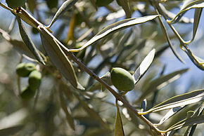 Photo d'une branche avec des olives vertes